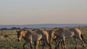 Koně způsobují v Austrálii více lidských úmrtí než všechna jedovatá zvířata dohromady.