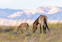 Návrat koní Převalského do volné přírody: Ředitel Zoo Praha podepsal v Kazachstánu memorandum