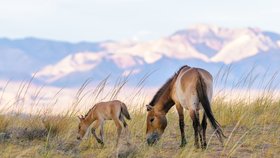 Návrat koní Převalského do volné přírody: Ředitel Zoo Praha podepsal v Kazachstánu memorandum