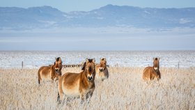 Pražská zoo pošle další koně Převalského do Mongolska. Chystá se osídlení nové oblasti