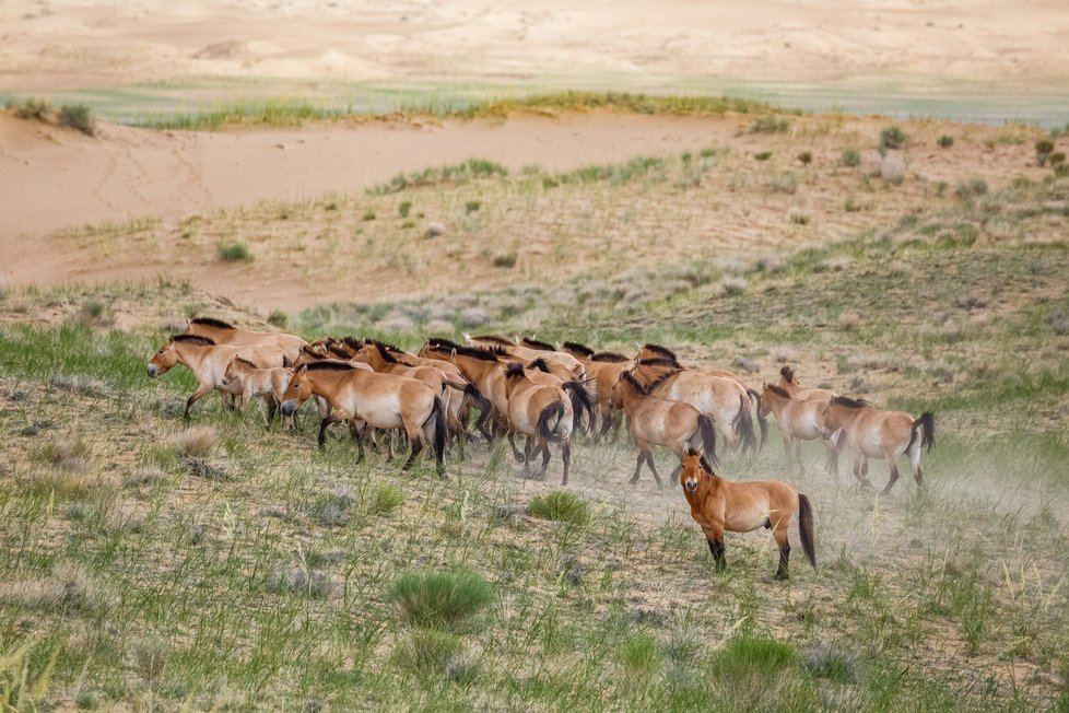 Koně Převalského v aklimatizační ohradě v Tachin Talu v Mongolsku.