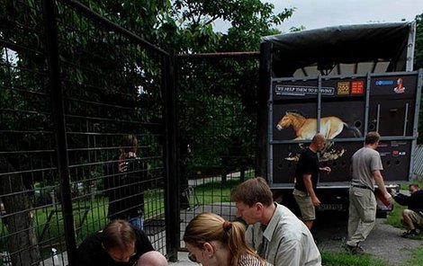 Před naložením do transportních beden dostali koně preparát na uklidnění, aby se nezranili