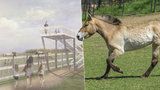 Koně Převalského na kopci u Smíchova: Zoo na Dívčích hradech postaví výběh 