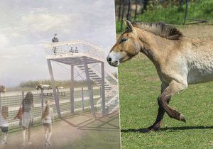 ZOO Praha představila projekt chovu koní Převalského na Dívčích hradech.