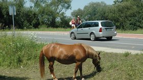 Koně u hlavní silnice patří ke koloritu Polanky nad Odrou. Pasou se tam v zimě v létě už několik let