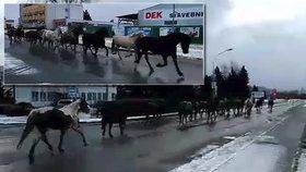 Městem proběhlo stádo koní
