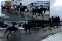 Divoký západ v Šumperku: Policisté centrem města naháněli stádo koní
