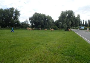 Po úniku koní do parku musela být na chvíli zastavena doprava na rušné hlučínské silnici.
