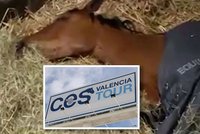 Agresivní virus ohrožuje koně, rozšířil se ze Španělska: Děsí i české chovatele