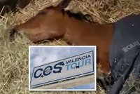 Agresivní virus ohrožuje koně, rozšířil se ze Španělska: Děsí i české chovatele