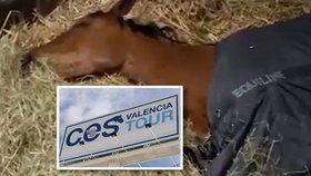 Záběry nakažených koní, kteří jsou ve Valencii v karanténě
