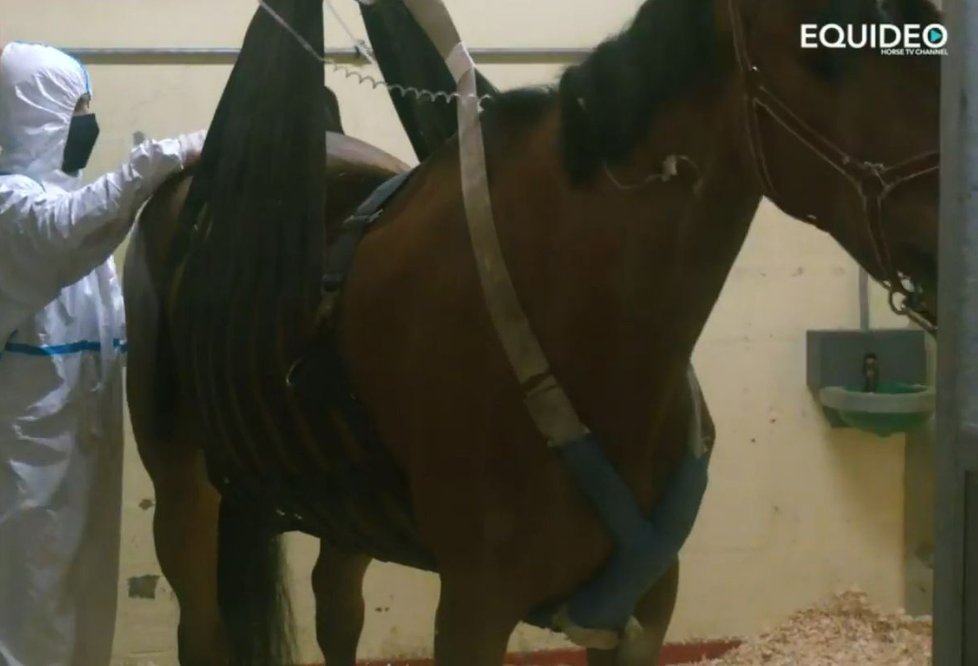 Záběry nakažených koní, kteří jsou ve Valencii v karanténě
