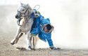 Mongolští pastevci jsou skvělí jezdci a jejich koně pocházejí z Pontsko-kaspických stepí