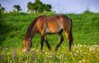Divokým koním v rezervaci v Milovicích na Nymbursku hrozí smrt.