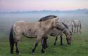Genetická studie vysvětlila i původ vyhynulých divokých koní tarpanů. Obrázek je počítačová rekonstrukce