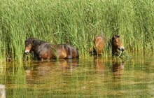 Zdevastované okolí rybníka zachránili divocí koně