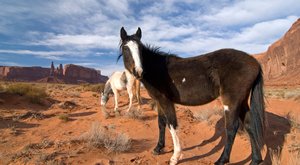 Dějiny psané kopytem: Kde se vzal kůň?