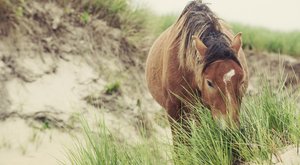 Píseční koně: Potrava přichází z moře