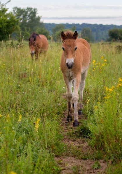 Divokým koním v rezervaci v Milovicích na Nymbursku hrozí smrt.