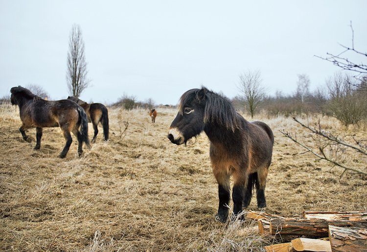 Skromným poníkům stačí k životu i uschlá loňská tráva