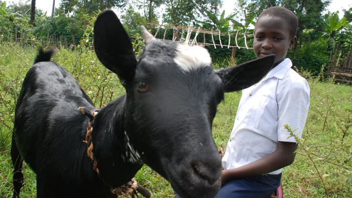 Konžský chlapec a rodinná koza, zakoupená Člověkem v tísni z vybraných zdrojů. Zvířata i materiál se vždy nakupují v zemích, kde se rozdávají, aby odpadly zbytečné náklady na dopravu.
