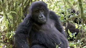 Ohrožená gorila horská
