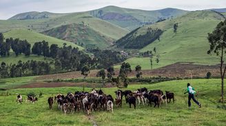 Africké Švýcarsko: Vítejte v konžské oblasti Masisi známé chovem krav a výrobou dobrého sýra