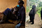 Zemřela gorila Ndakasi. Proslavila se ikonickým selfiečkem.