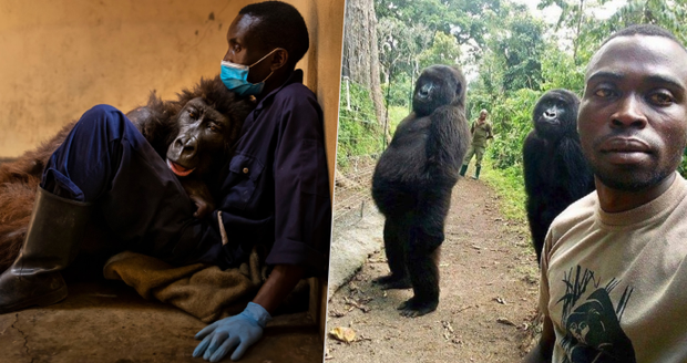 Zemřela opičí celebrita Ndakasi: Gorila se proslavila fotkou se strážcem národního parku
