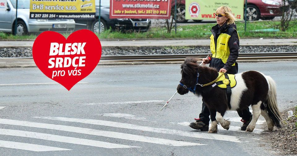 Komu už se projekt Blesk Srdce pro vás věnoval: Organizace Helppes, která vycvičila vodicího koně jménem Katrijn.