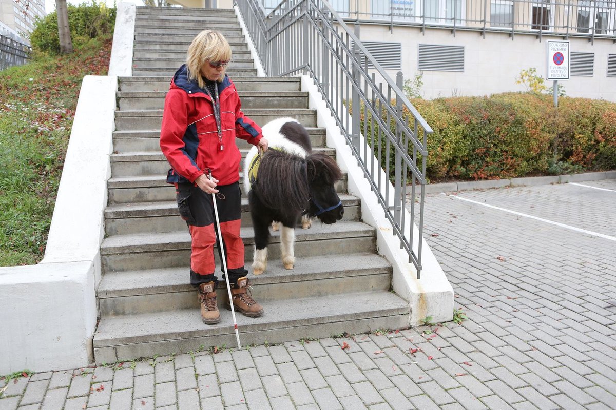 Po schodech musí kobylka sestupovat pěkně pomalu, aby jí neujela kopýtka.