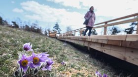 Mezi rozkvetlými konikleci velkokvětými se návštěvníci brněnské přírodní rezervace Kamenný vrch nově procházejí po 230 metrů dlouhé lávce.