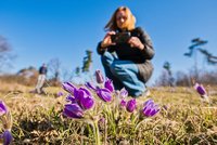 Tisíce konikleců! Fialová záplavy nádhery na okraji Brna