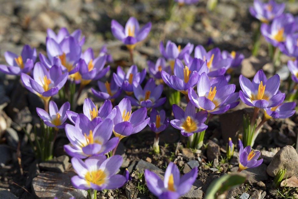 Na jaře kromě časných jarních rostlin, jako jsou sněženky, krokusy nebo bledule, pomalu rozkvétají narcisy, tulipány, ladoňky, orseje