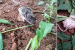 A pak že tráva není škodlivá: Zvědavá myška ochutnala konopí, dva dny o sobě nevěděla!