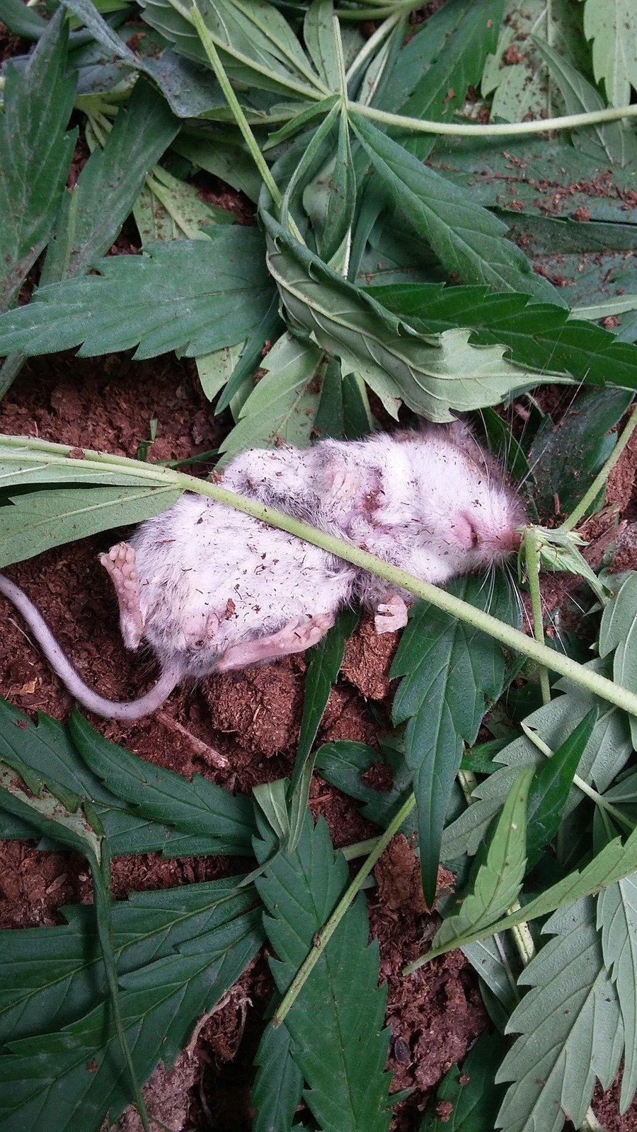 Nebohá myška trochu přebrala.