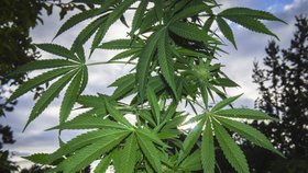 Marihuana je ve státě Maine legální, navíc má majitelka Gillová licenci, která ji dovoluje pěstovat a využívat omamnou bylinu k medicínským účelům