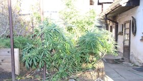 Na dvoře u rodinného domu ve Strážnici našli policisté 15 rostlin konopí.