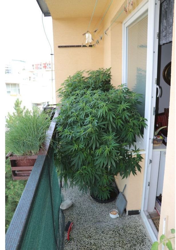 Muž (39) si rostliny konopí pěstoval v bytě na balkoně. Policistům tvrdil, že je má jen pro svou potřebu.