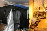 V bytě muže v Plzni našli policisté pěstírnu konopí.