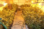 Policisté šli najisto. V domku v Blansku našli rostliny konopí i usušenou marihuanu ve velkém množství.
