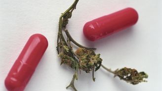 Medicínská marihuana: Zdravý rozum zvítězil ale není to legalizace!