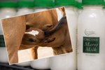 Koňské mléko jako nový trend zdravé výživy