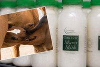 Budeme pít koňské mléko? Láká stále více lidí, obsahem překvapí. Navíc údajně léčí
