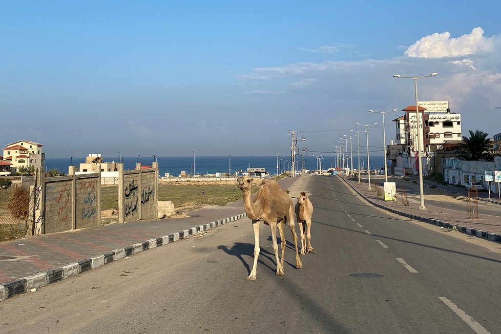 Osamělý velbloud v prázdné ulici  v Egyptě