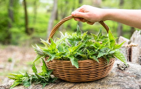 Kopřiva není otravný plevel, ale všestranný léčitel. V těchto situacích vám pomůže