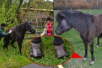 Týrané zvíře nemohlo pořádně chodit: Koník trpěl na pastvině bolestí