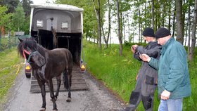 Rozvadov na Tachovsku. Zvířecí záchranáři odvážejí koníka z pastviny. Čeká se, než se zvíře uklidní, aby ho mohli naložit do transportního vozíku.