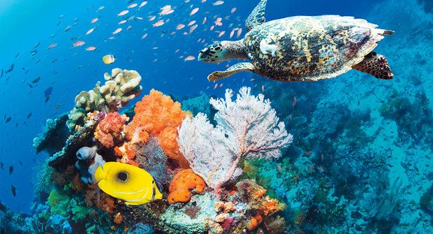 Korálové útesy: Umírající podmořská města