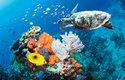 Na korálových útesech jsou doma i mořské želvy včetně ohrožených karet pravých (Eretmochelys imbricata)